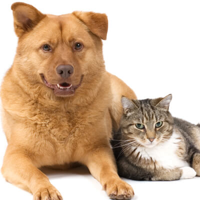 Brown dog and cat