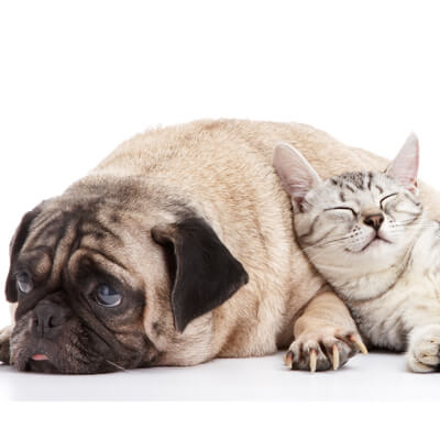 Pug and cat 