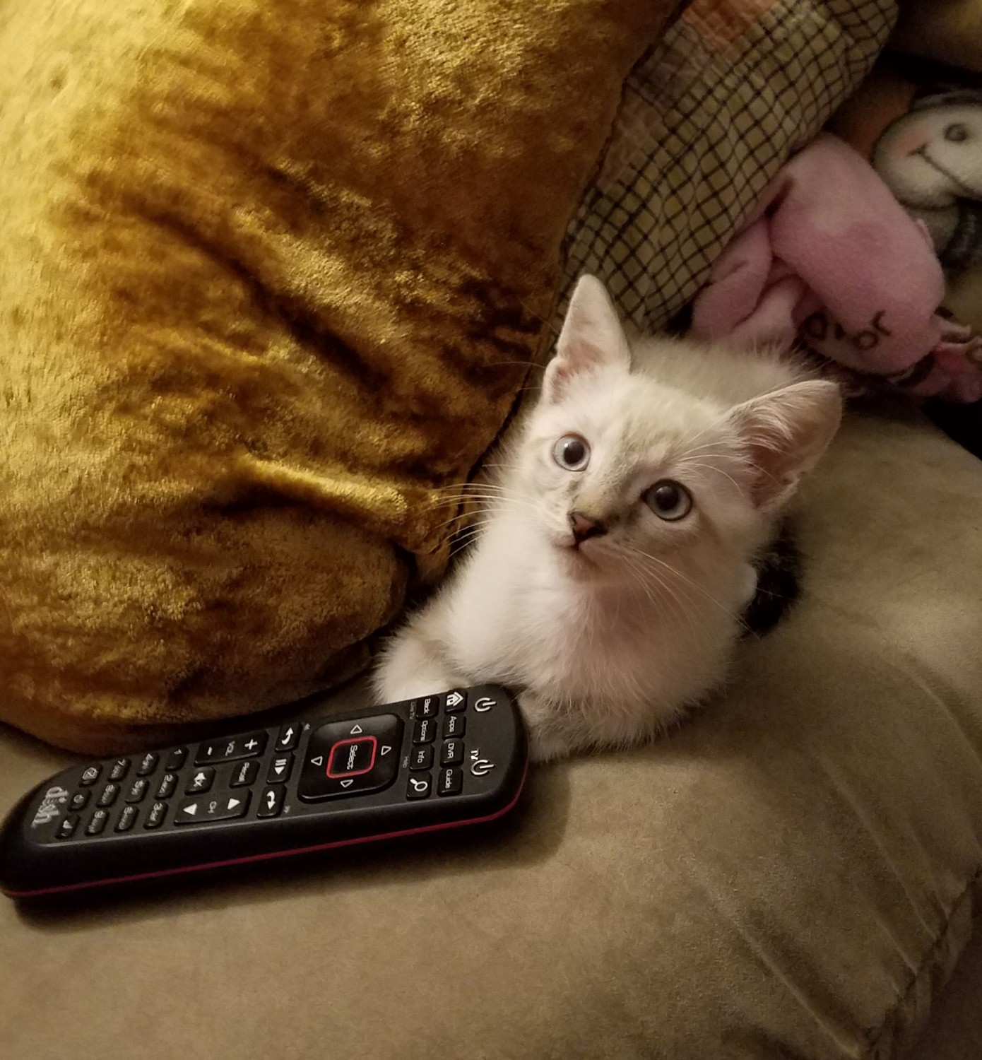 white kitten white kitten