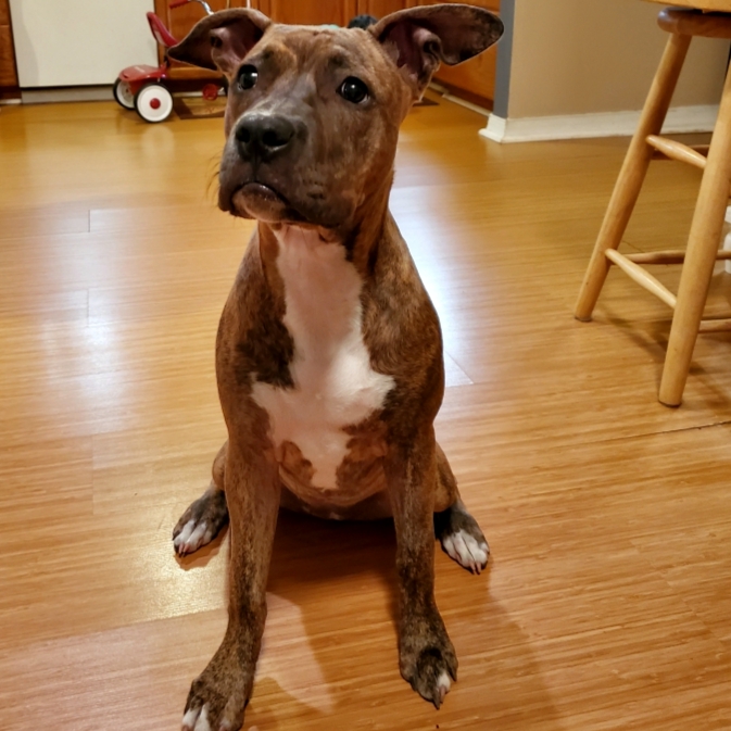 brown and white dog