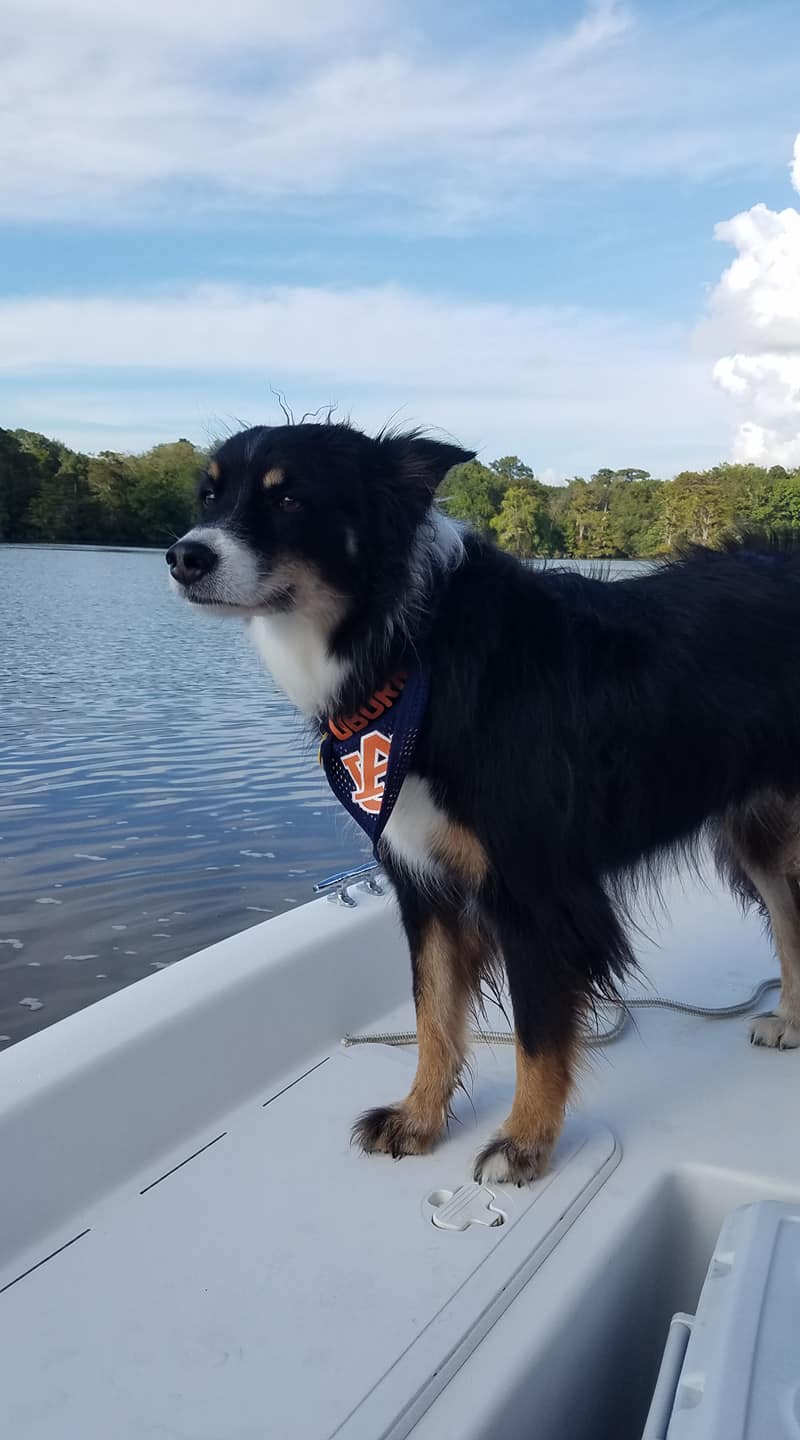 Dog by the water