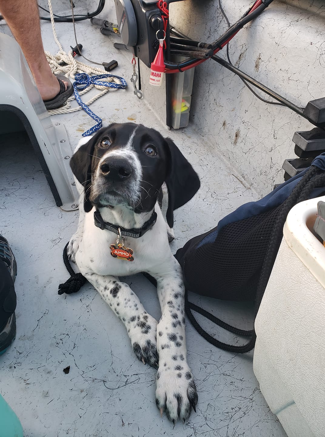 Black and white dog