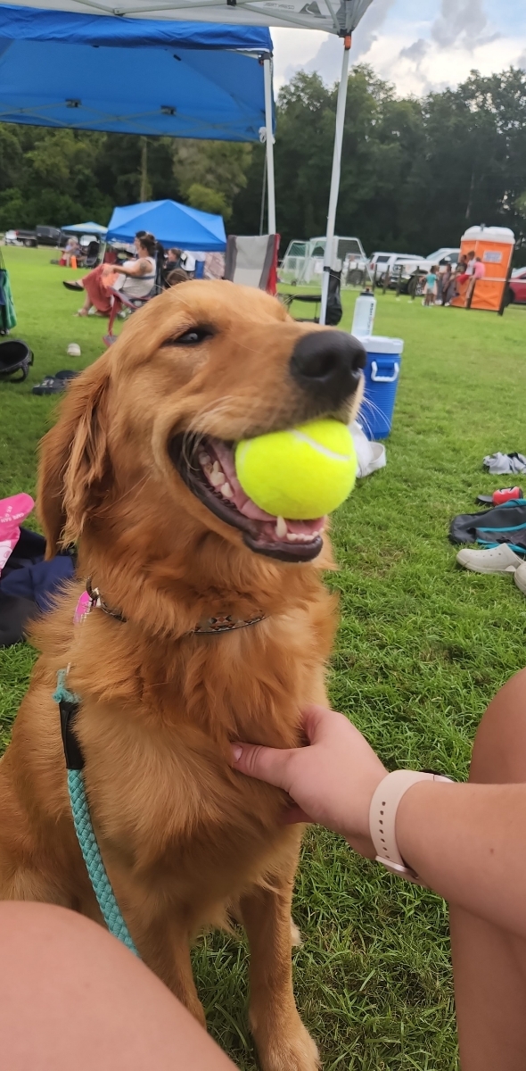 Dog with ball