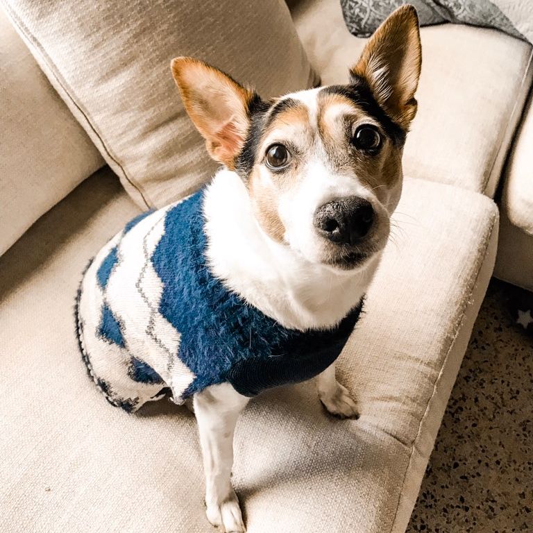 dog in sweater