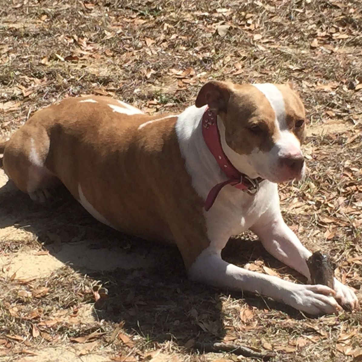 brown and white dog