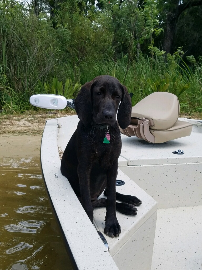 black dog on a boat