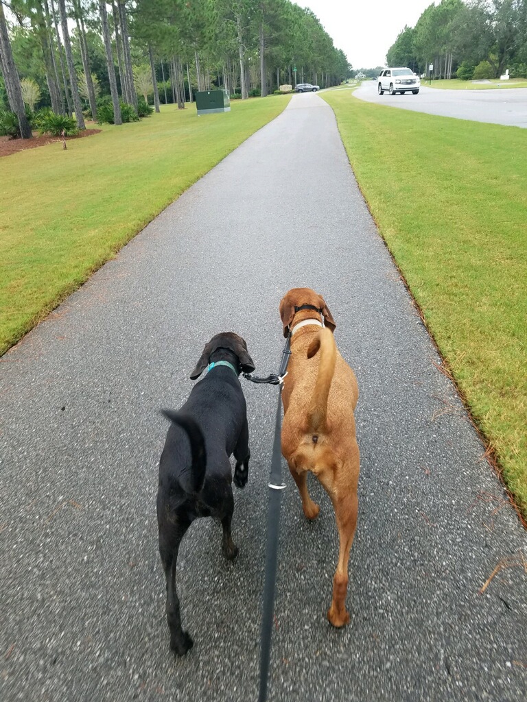 2 dogs going for a walk